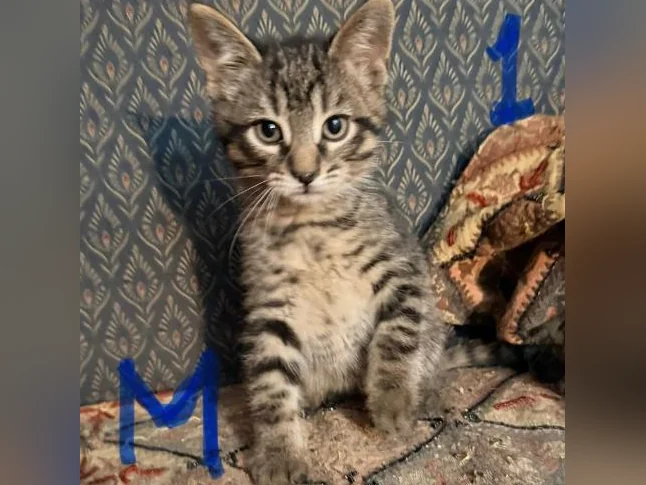 Magnifiques Chatons à Adopter