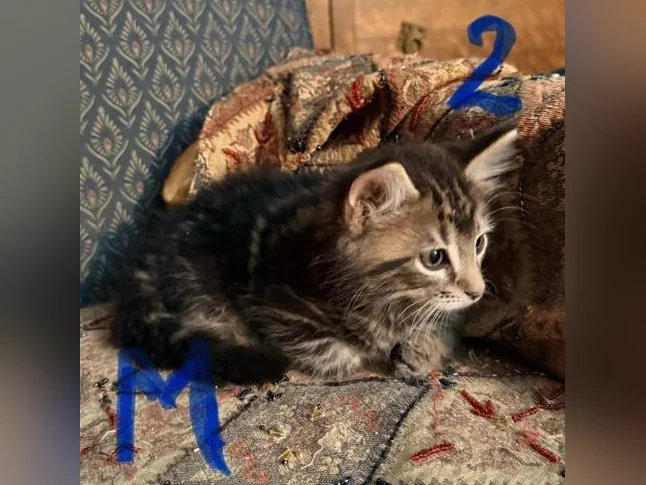 Magnifiques Chatons à Adopter thumbnail 2