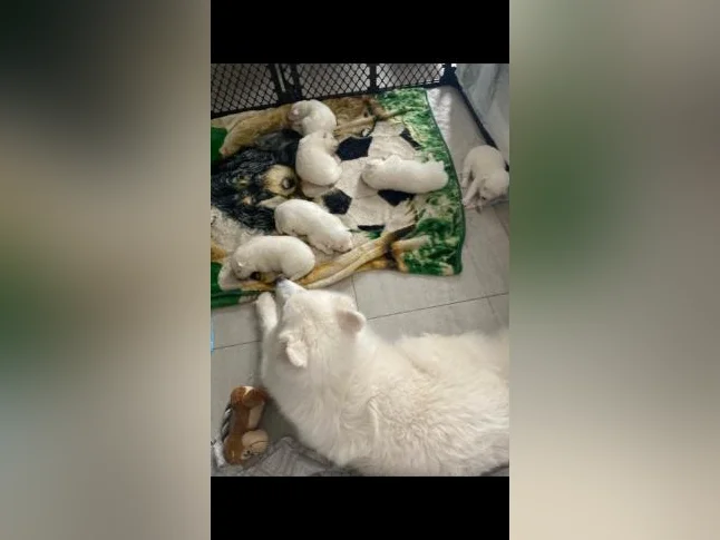 Chiots Samoyède/ puppy samoyed prêt à l'adoption reste une femelle thumbnail 6