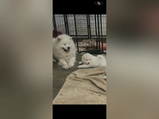 Chiots Samoyède/ puppy samoyed prêt à l'adoption reste une femelle thumbnail 3