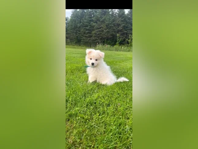 Chiots Samoyède/ puppy samoyed prêt à l'adoption reste une femelle thumbnail 2