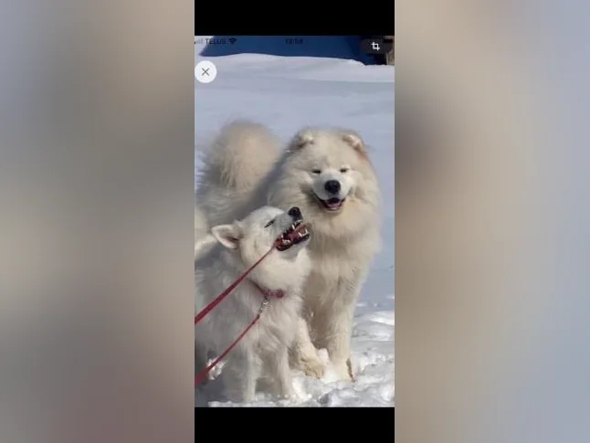 Chiots Samoyède/ puppy samoyed prêt à l'adoption reste une femelle thumbnail 4