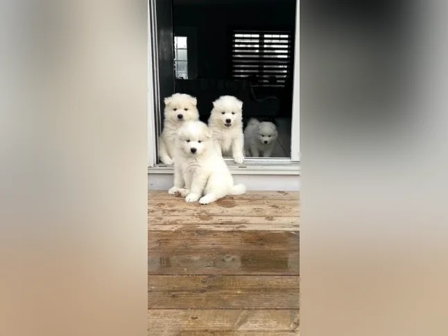 Chiots Samoyède/ puppy samoyed prêt à l'adoption reste une femelle