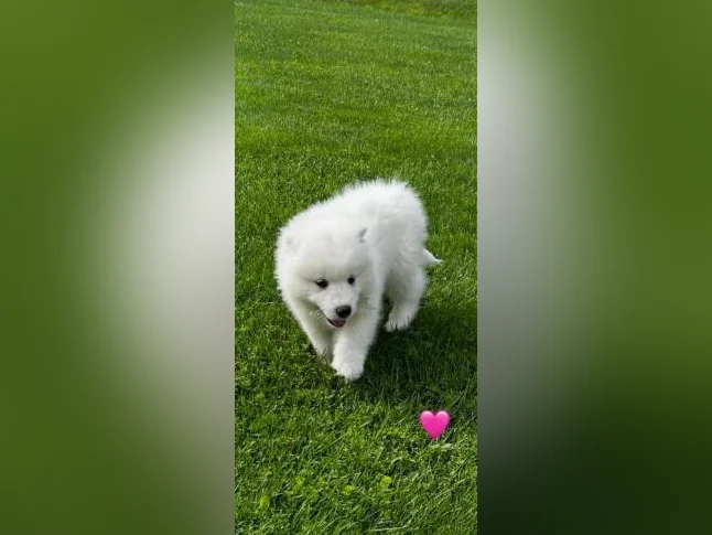 Chiots Samoyède/ puppy samoyed prêt à l'adoption reste une femelle thumbnail 8