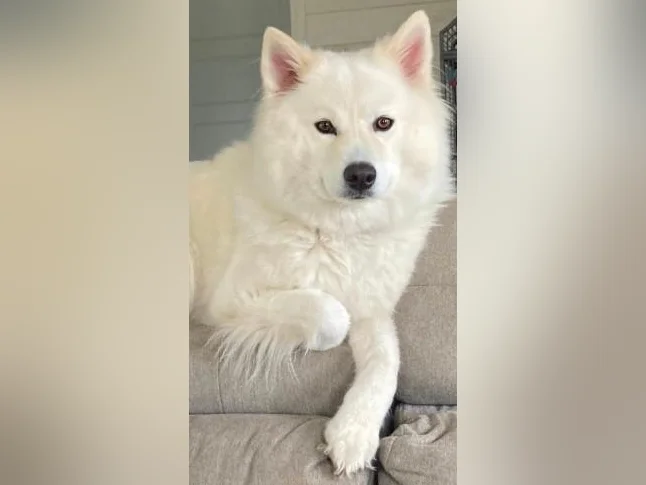 Chiots Samoyède/ puppy samoyed prêt à l'adoption reste une femelle thumbnail 5