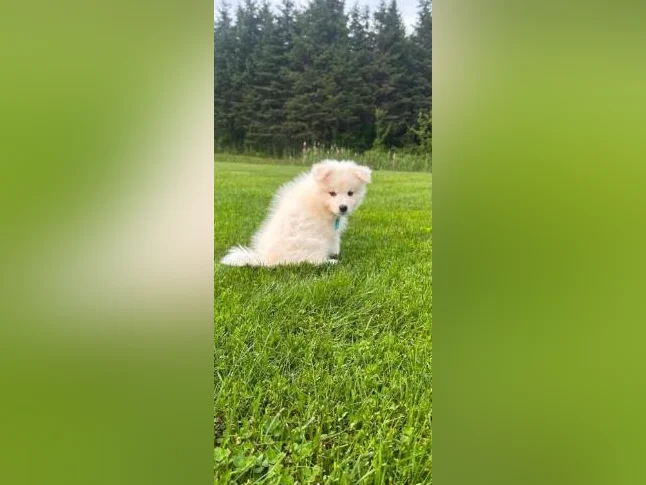 Chiots Samoyède/ puppy samoyed prêt à l'adoption reste une femelle thumbnail 9