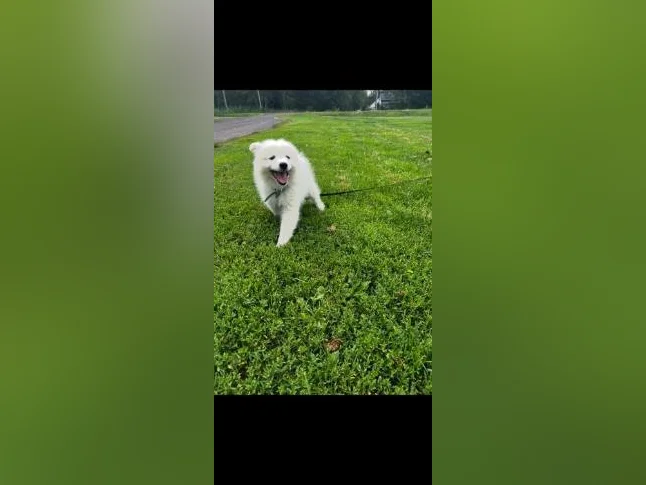 Chiots Samoyède/ puppy samoyed prêt à l'adoption reste une femelle thumbnail 10