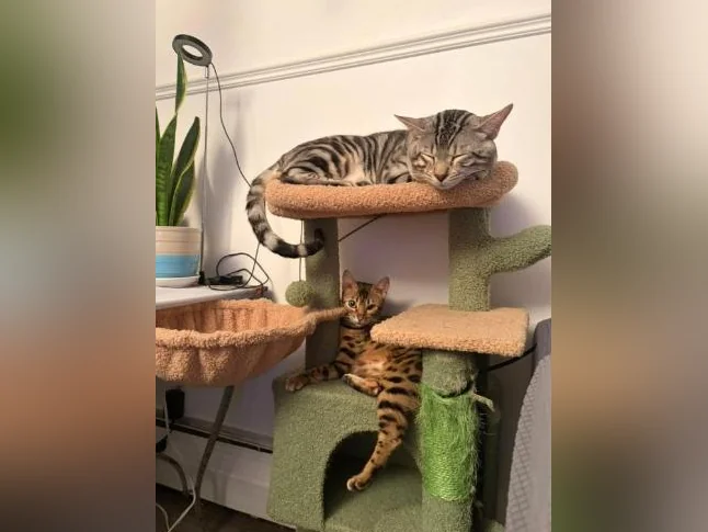 Chaton à vendre thumbnail 9
