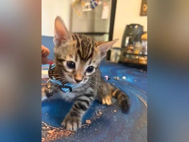 Chaton à vendre thumbnail 6