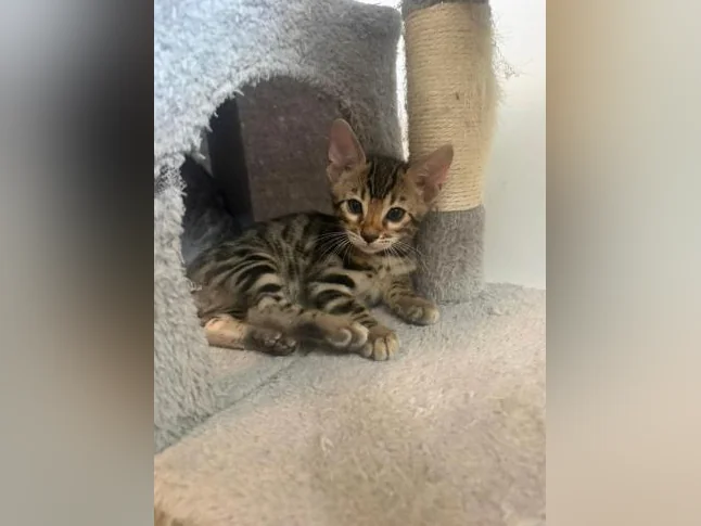 Chaton à vendre thumbnail 3