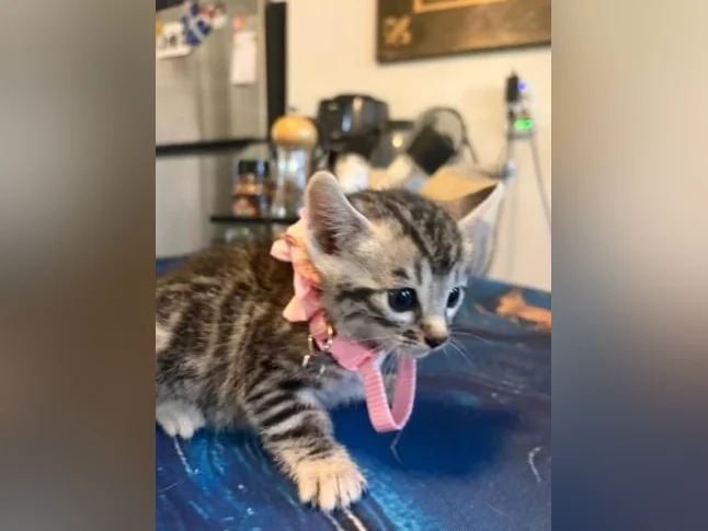Chaton à vendre thumbnail 4