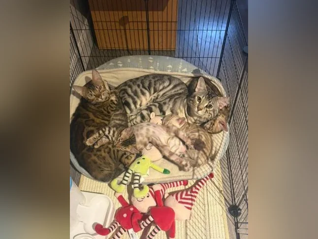 Chaton à vendre thumbnail 8