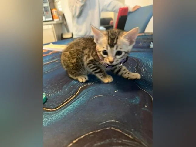 Chaton à vendre thumbnail 5