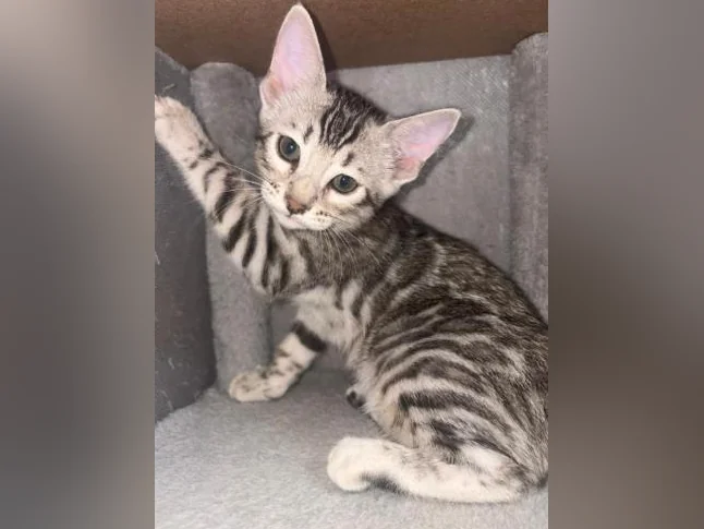 Chaton à vendre thumbnail 2