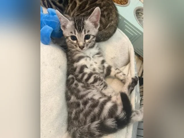 Chaton à vendre