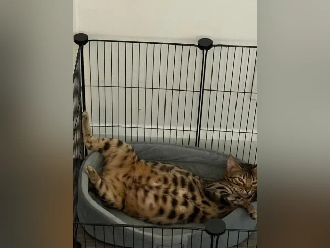 Chaton à vendre thumbnail 7