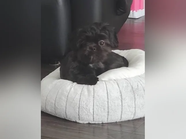chien Shihtzu