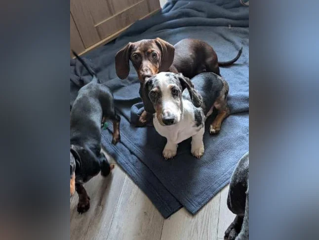 Beau teckel merle yeux bleu 4 mois env .