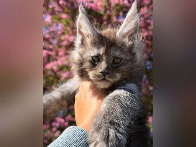 Maine coon pure race thumbnail 4
