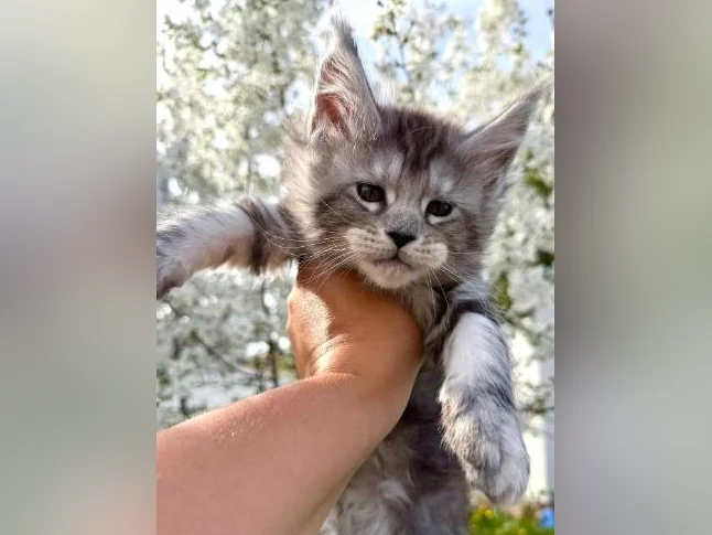 Maine coon pure race thumbnail 3