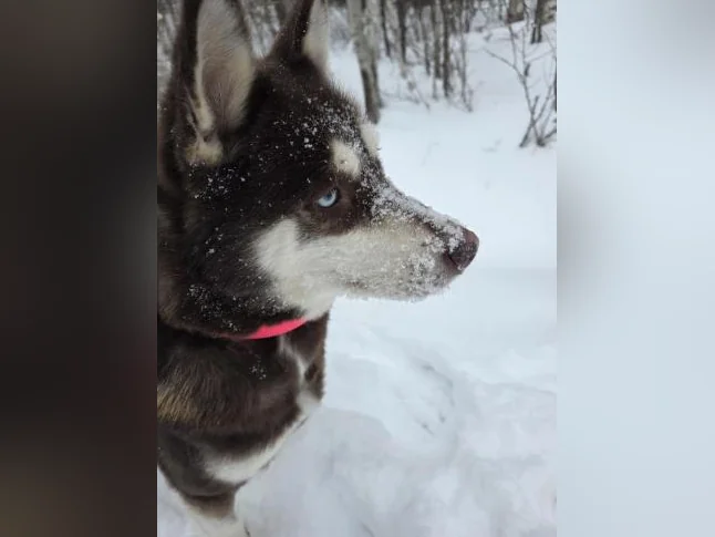 Chiot samsky a vendre (samoyède x husky) thumbnail 3