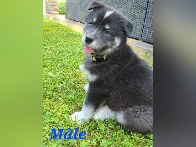 Chiot samsky a vendre (samoyède x husky) thumbnail 2