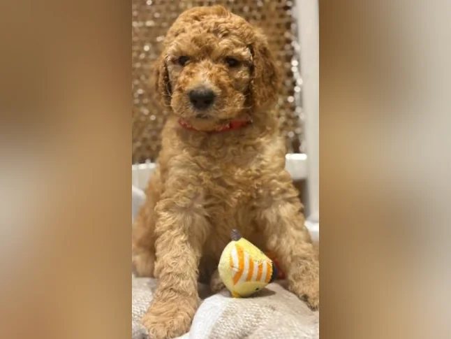 Magnifique chiots Goldendoodle thumbnail 10