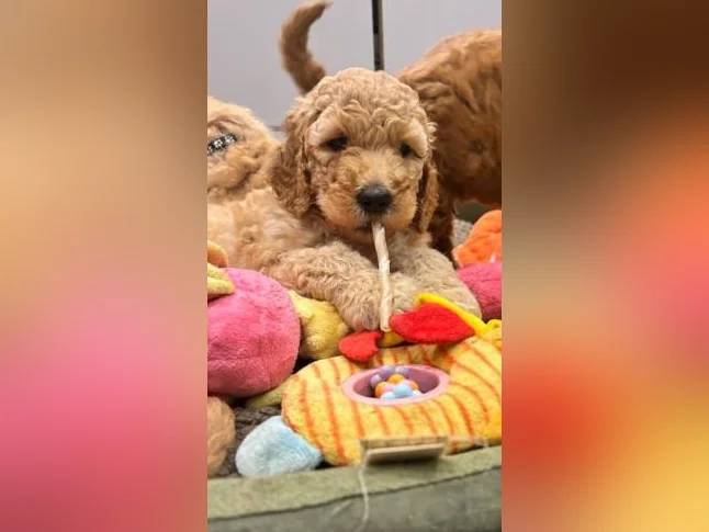 Magnifique chiots Goldendoodle thumbnail 5