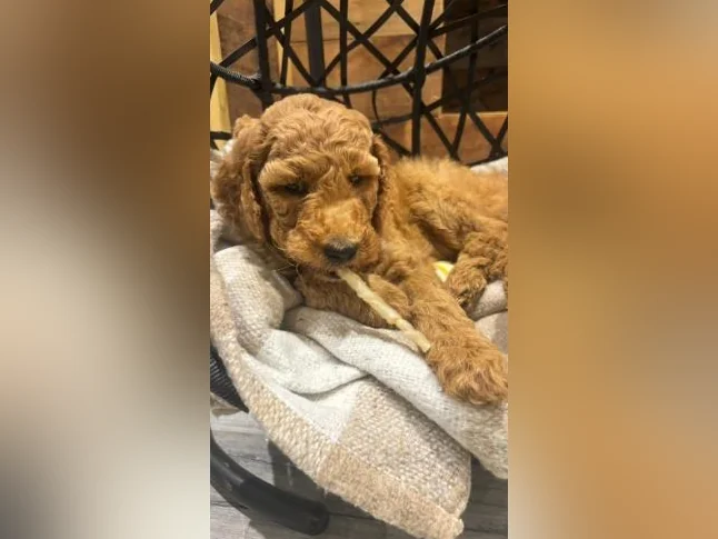 Magnifique chiots Goldendoodle thumbnail 4