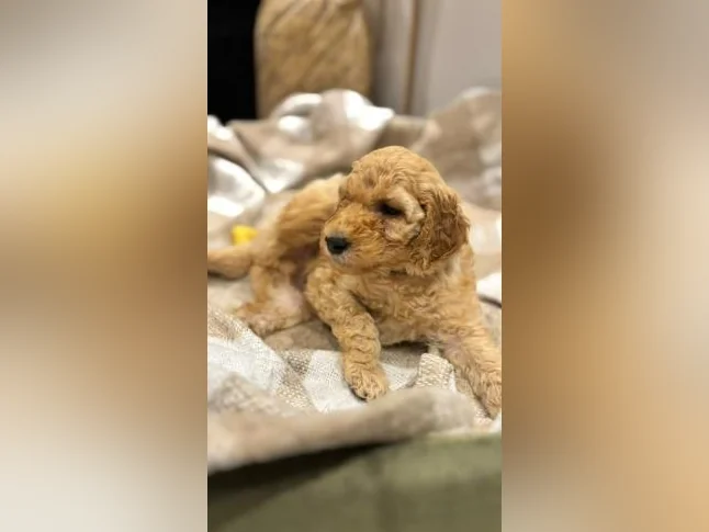 Magnifique chiots Goldendoodle thumbnail 8