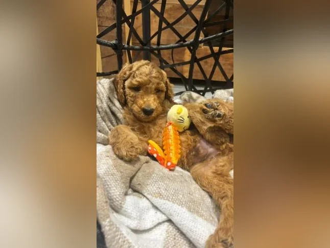 Magnifique chiots Goldendoodle thumbnail 2