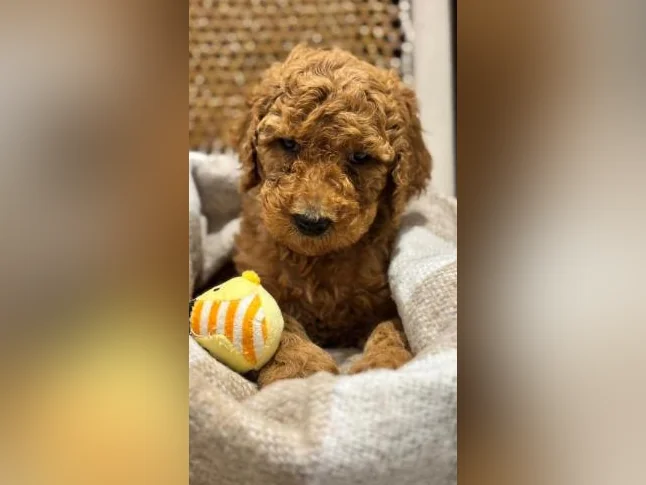 Magnifique chiots Goldendoodle