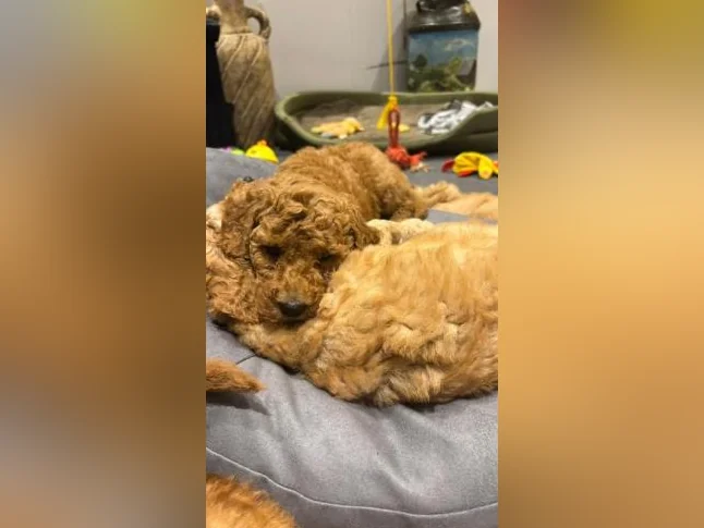 Magnifique chiots Goldendoodle thumbnail 9