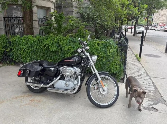 2007 Harley Davidson 883 Custom XL