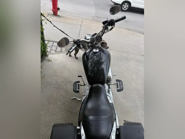 2007 Harley Davidson 883 Custom XL thumbnail 2
