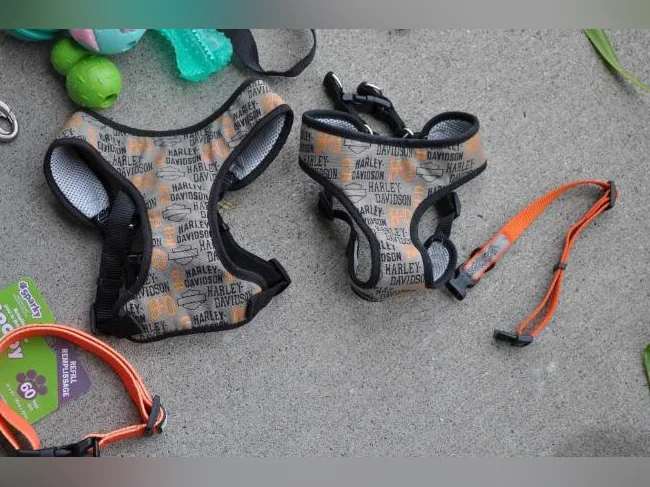 Accessoires pour chiots ou chiens thumbnail 2