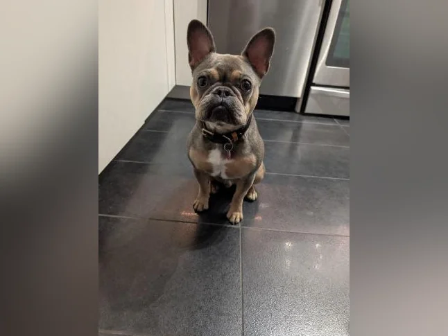 Bouledogue Français thumbnail 3