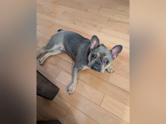 Bouledogue Français thumbnail 5
