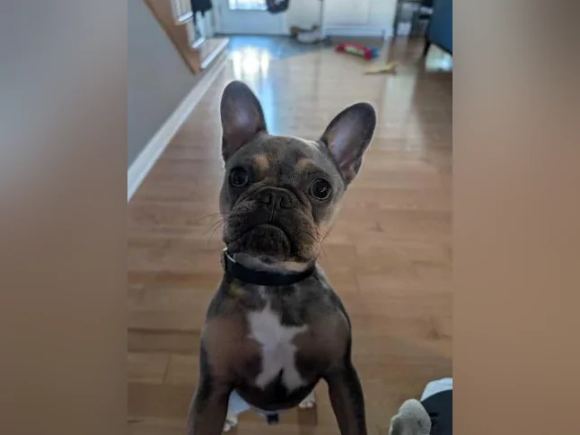 Bouledogue Français thumbnail 6