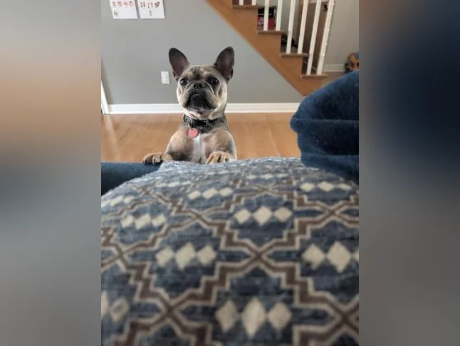 Bouledogue Français thumbnail 2