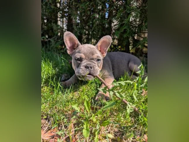 Bouledogue Français thumbnail 8