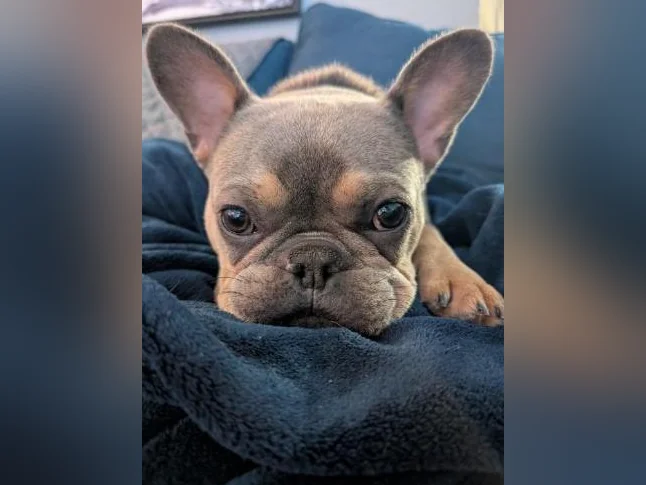 Bouledogue Français