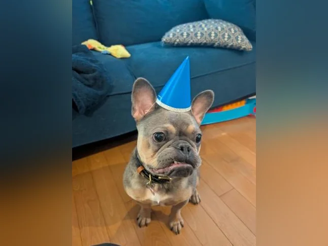 Bouledogue Français thumbnail 4