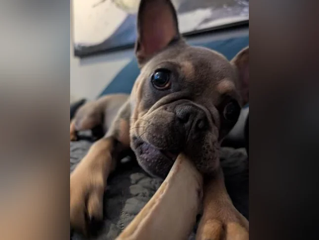 Bouledogue Français thumbnail 7