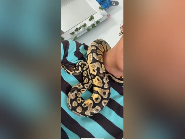 Python Royale