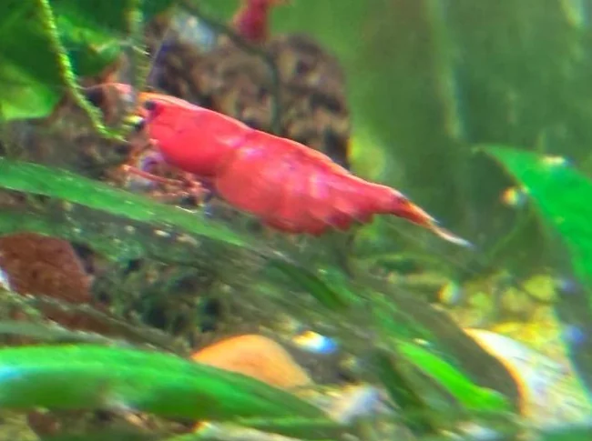 Crevettes Red Cherry