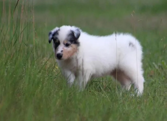 Chiots 100% Colley grande race, Élevage Von St-Gall thumbnail 3