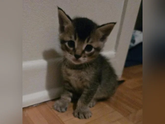 chatons highland lynx 1 gène