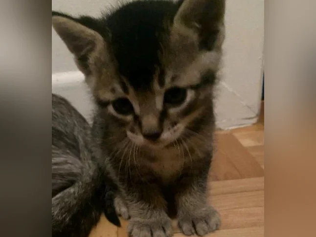 chatons highland lynx 1 gène thumbnail 5