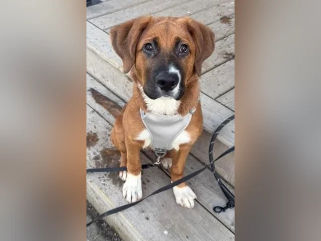 Chiot à vendre elle a 4 mois c'est un amour
